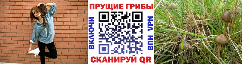Псилоцибиновые грибы прущие грибы  наркота  Черняховск 